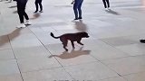 这年头，狗都回跳广场舞了，这是要成精啊