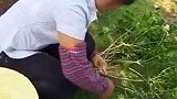 茉莉扦插育苗优点多，扦插穗的准备很关键，具体要如何进行扦插呢