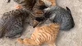 橘猫：老子是只公猫，你们的妈妈出门了！
