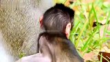 猴子手啃的不过瘾，要喝奶