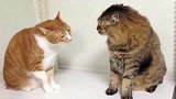 橘猫打你咋的狸花猫老猫不发威，当我是假猫啊