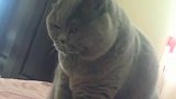 猫：为了生活，我得努力工作呀！