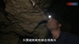 致命生物：阿根廷矛头蝮蛇，尾巴震动吸引猎物，毒性让人恐惧