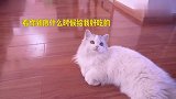 小猫咪太粘人，主人直呼受不了，每天跟在屁股后面要小鱼干