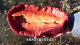 男子海边发现“怪石”，一刀切开后在流血，什么奇怪的动物？