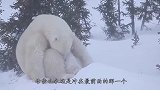 狮子锁喉小斑马，怎料斑马妈妈最后这一脚，差点将狮子直接送走！