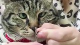 猫咪的眼神真是绝了，看一次笑一次，笑得我都快岔气了