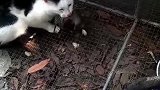 猫：这老鼠想逃跑，我先给它抓住再说！
