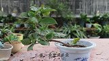 繁殖三角梅超简单，只要掌握了方法，迅速生根长成壮苗