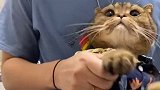 你们的三屏小猫咪已上线啦～被迫营业的猫猫 萌宠出道计划