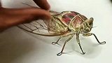 高级画家的技术就是高，画出来的金蝉栩栩如生