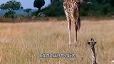 鬣狗打小长颈鹿主意，不料长颈鹿妈妈瞬间爆发，一脚踢飞鬣狗！