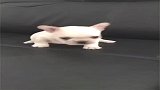 超可爱的法斗犬，这腿太短了，承包了我一天的笑点