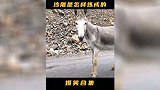 爆笑时刻：这人指定跟驴沾点亲戚，哈哈哈
