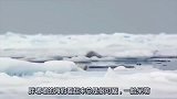 呆萌的北极熊，偷偷捕食海豹，没想到北极熊也会伪装