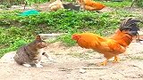 明知道公鸡炸毛了，猫咪还去招惹它，真是找打！