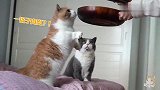 猫能有多神经病？地板拆了疯狂在地上摩擦