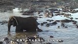 大象进入河马群，河马们忍气吞声，有一只不服，想要试试