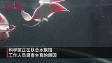 离奇！两只雌性鹞鲼两年未接触雄性同类，却突然同时生育幼崽