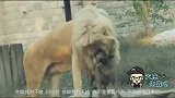 为什么我的眼里含着泪水？因为我一个人扛下了所有