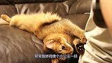 猫咪看见镜头在拍它，向主人表演独门绝技，场面十分滑稽！