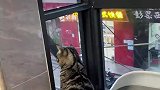 男子发现自家猫咪经常在窗台痴望，于是顺着猫咪的眼光看过去