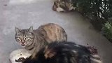 流浪猫关爱流浪动物