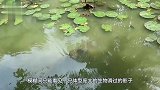 臭水沟发出“怪响”，村民把水抽干后，一条“巨型水怪”出现了！