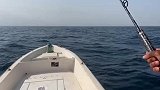深海船钓这运气太霉了，又钓了条鲨鱼看来真的是鱼钩太贵了舍不得切线
