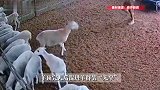 羊顶完人后混进羊群装无辜，主人淡定起身，一脚精准踹出“真凶”