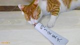 如果猫咪变大10倍，会发生什么？