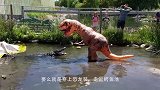 鳄鱼从水中一跃而起，吃绳子上的肉，镜头拍下精彩的一幕