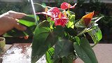 夏季红掌，几个关键拿捏住，轻轻松松花开爆盆