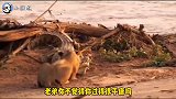 搞笑配音 狮子：鱼兄咱商量个事呗，合伙开个皮包厂咋样？