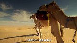 为何死去的骆驼不能碰？探险家说出真相，看完脊背发凉！