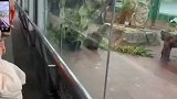 看过大熊吃竹子，还没见过大熊猫耍杂技的