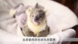 考拉有多可爱？这绝对是史上最可爱的考拉，看到都能萌化你的心