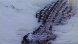 一个鳄鱼掉进河马堆，结果会怎么样？