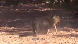 家猪一招秒杀野猪，太不可思议了，镜头记下精彩过程
