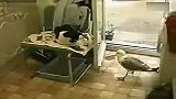 [搞笑]得寸进尺的鸟，猫无语了！