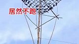 外国人捉鸽子，居然不跑