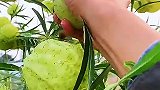 空气炸果，太解压了