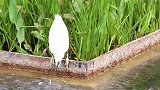 鱼小风浪大