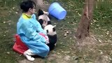 熊猫：这是一个奶妈干的事情吗