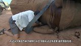 大象鼻子被铁钉卡住，躺在地上奄奄一息，一场紧张的救援行动开始