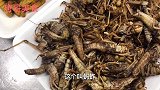 吃昆虫宴，蝎子蚂蚱竹虫豆虫等蝎子真好吃我连吃3个，喝白酒过瘾