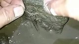 小伙用绳子抓鱼，想的很好，下一秒直接打脸！