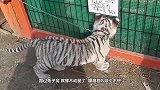 小老虎：别让我妈看见你！饲养员：你妈你把看见我脱鞋都得认怂