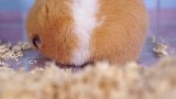 你们听过仓鼠鼾声雷动吗