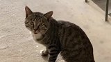 猫：昨天看到你喂了别的猫，今天喂喂我呗！